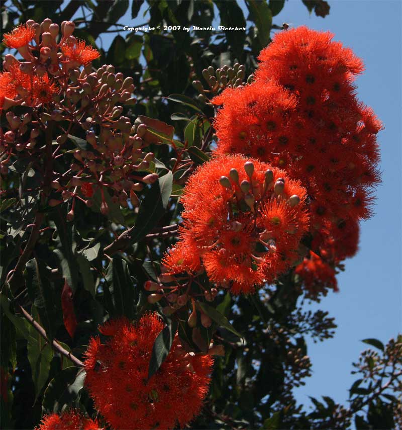 Corymbia ficifolia, Eucalyptus ficifolia, Red Flowering Gum