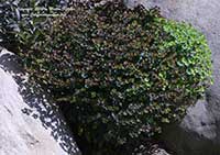 Euphorbia Blackbird, Blackbird Spurge