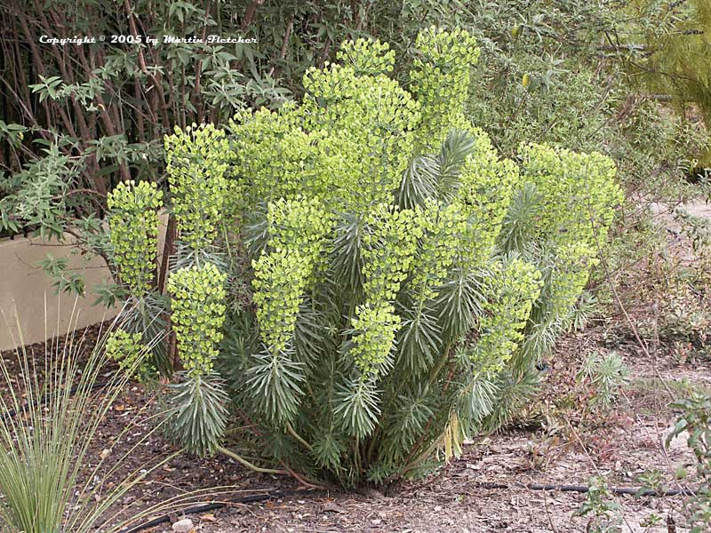 Silver and Gray Garden, Euphorbia characias