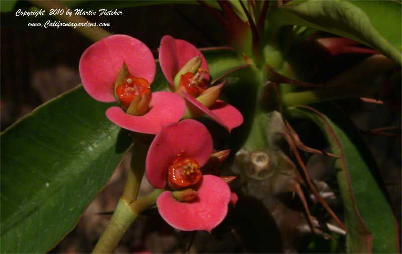 Euphorbia milii, Crown of Thorns