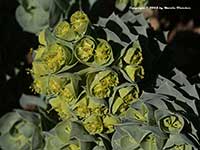 Euphorbia myrsinites, Creeping Spurge, Myrtle Spurge, Donkeytail Spurge