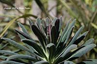 Euphorbia Royal Velvet, Royal Velvet Spurge