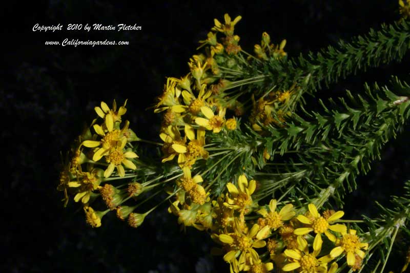 Euryops virgineus, Honey Euryops