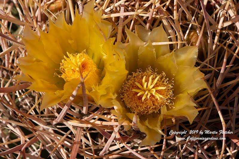 Ferocactus cylindraceus, California Barrel Cactus, Desert Barrel Cactus, Miner's Compass