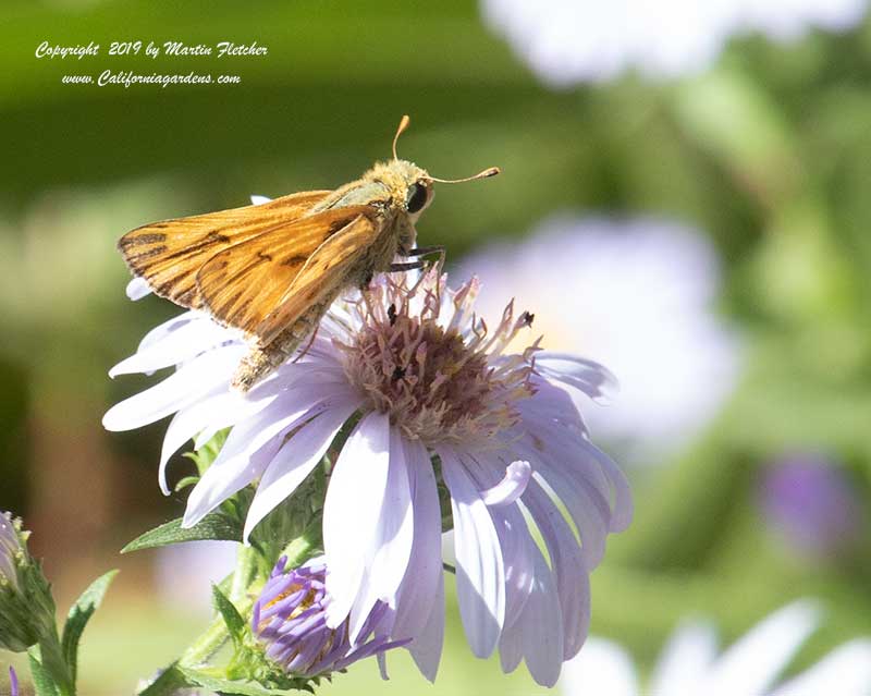 Fiery Skipper on Symphyotrichum chilense, Aster chilensis, California Aster