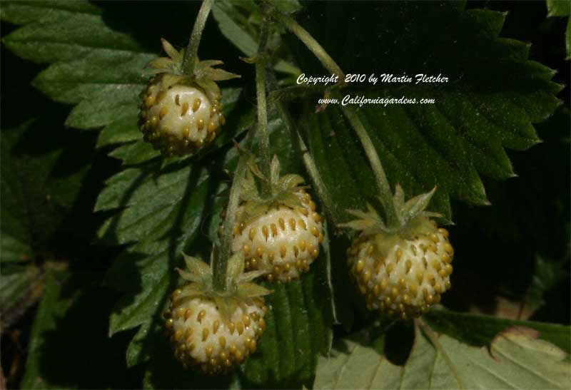 Fragaria vesca Pineapple Crush, Alpine Strawberry