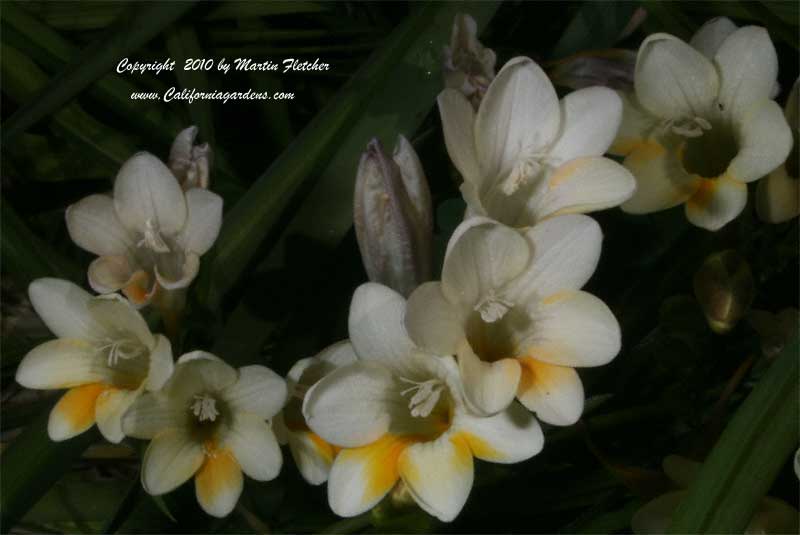 Freesia alba, Wild Freesia