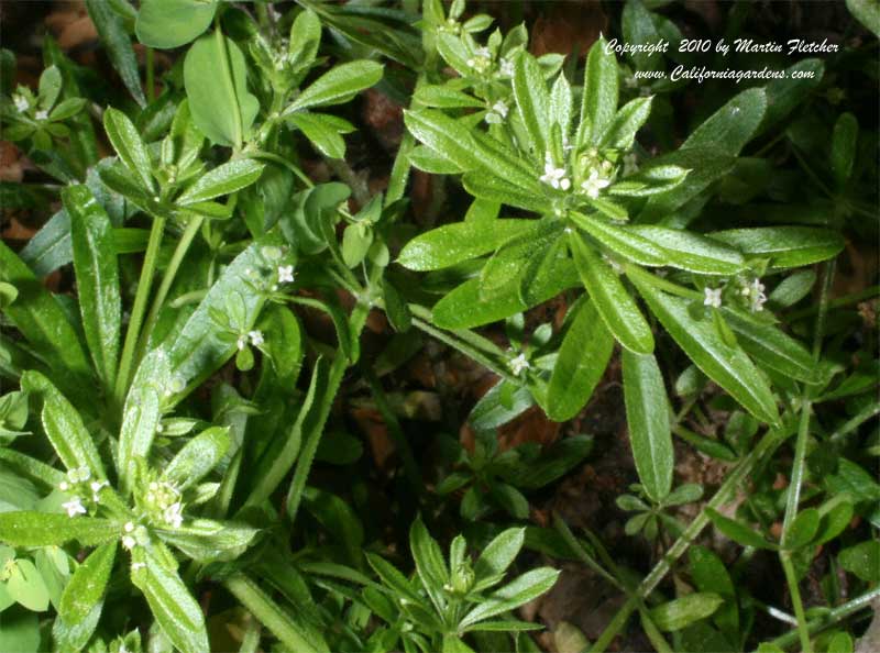 Galium aparine, Bedstraw