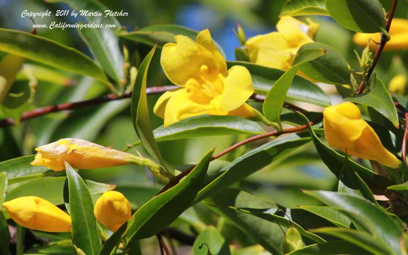 Gelsemium sempervirens, Carolina Jessamine