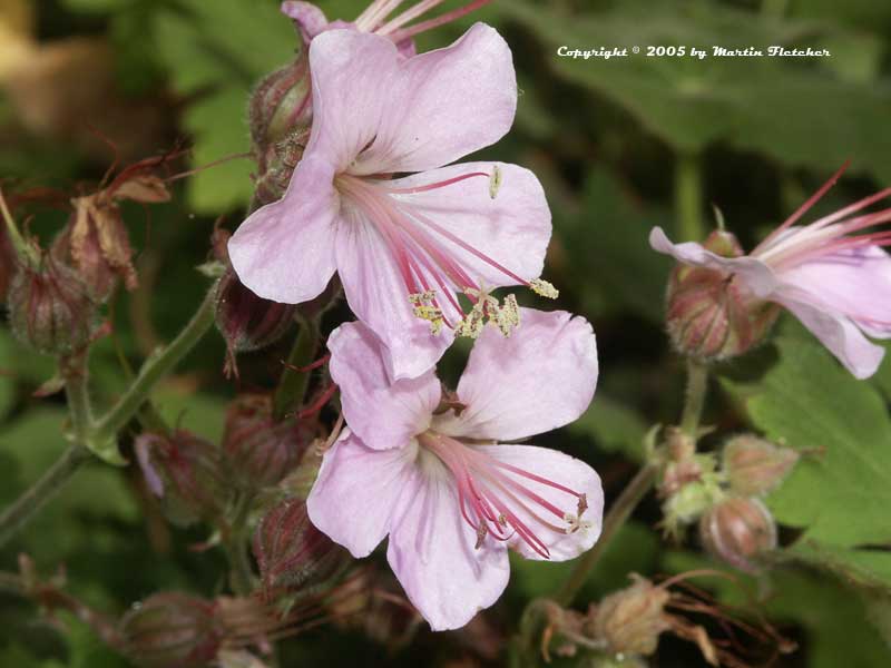 Geranium cantabrigiensis Biokovo, Mountain Geranium