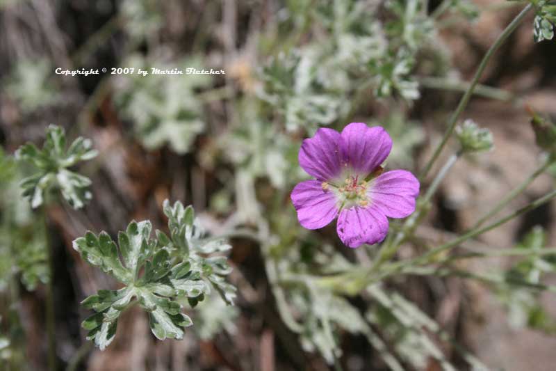 Geranium harveyi, Silver Geranium