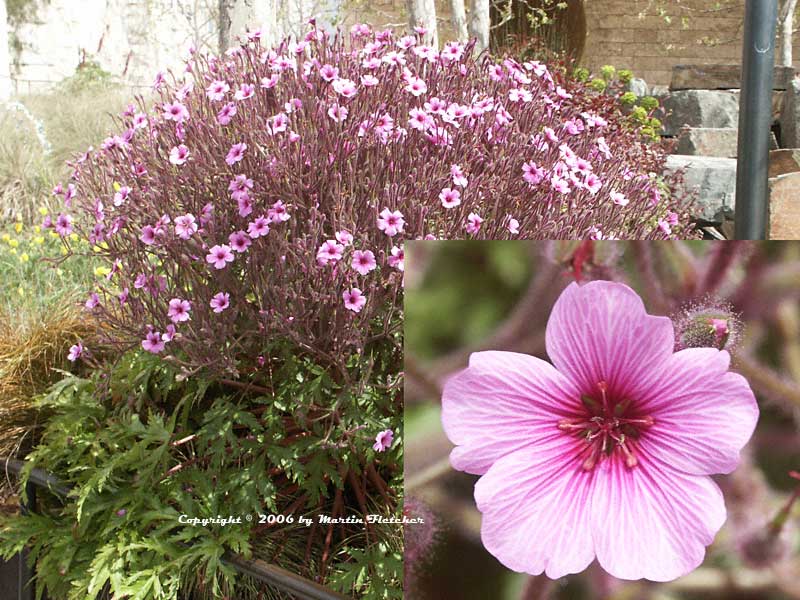 Geranium maderense