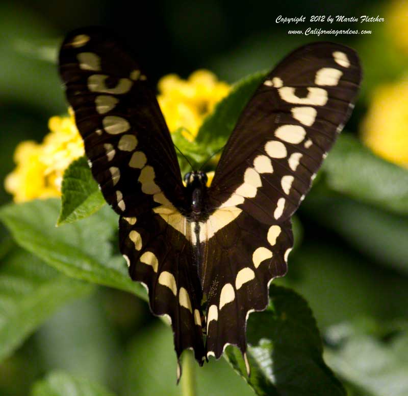 Giant Swallowtail, Papilio cresphontes