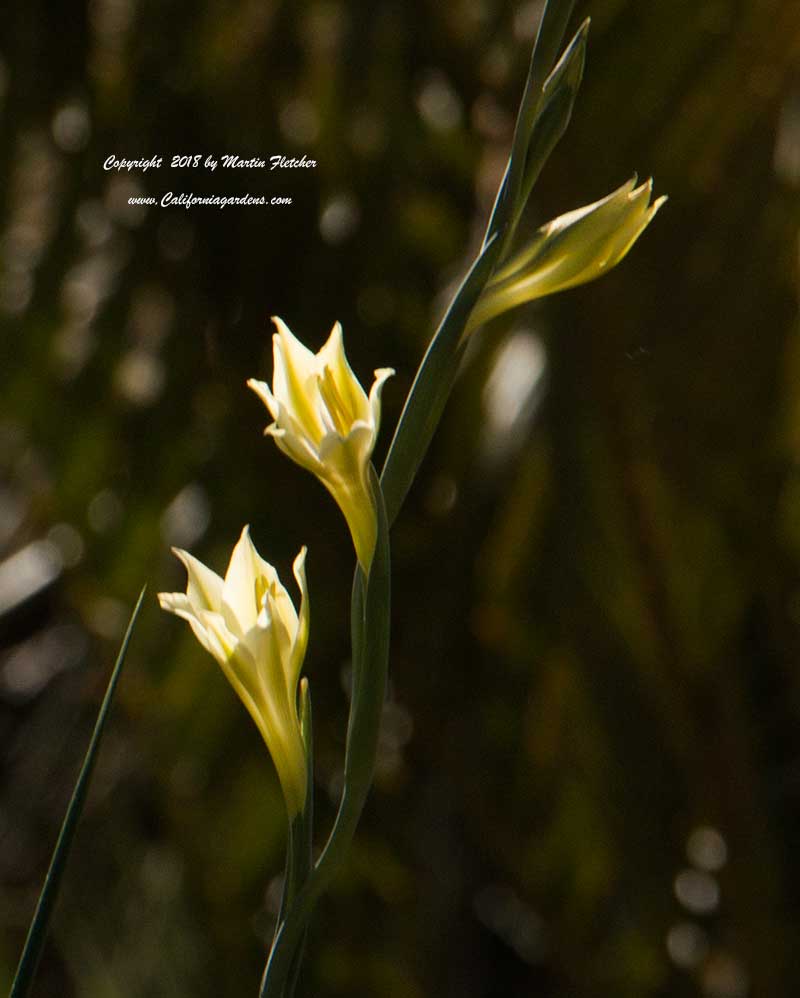 Gladiolus tristis, Yellow Marsh Africaner, Ever Flowering Gladiolus