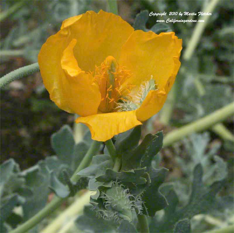 Glaucium flavum, Yellow Horned Poppy, Hornpoppy