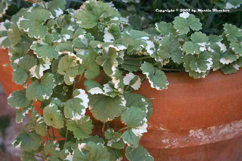 Glechoma hederacea variegata, Ground Ivy, Creeping Charley