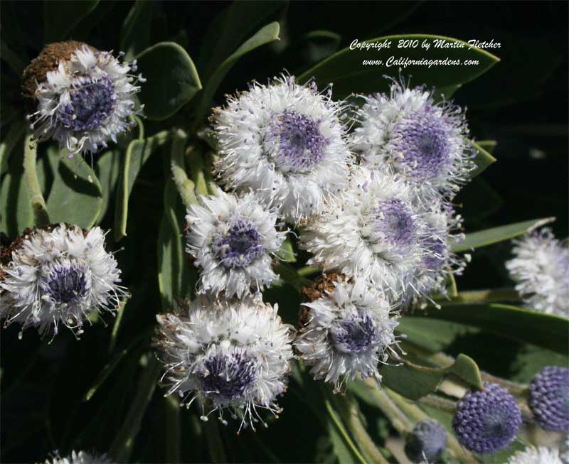 Globularia indubia, Globe Daisy