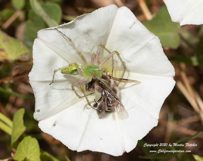 Ligated Furrow Bee captured by a Green Lynx Spider