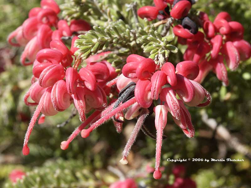 Grevillea Coastal Gem