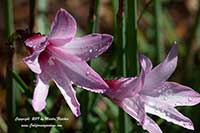 Habranthus brachyandrus. Rain Lily