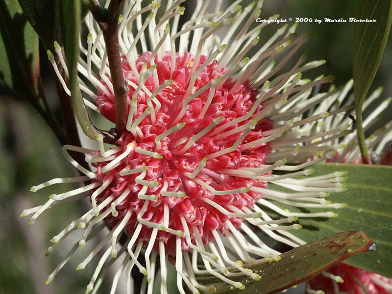 Hakea laurina, Pin Cushion Bush