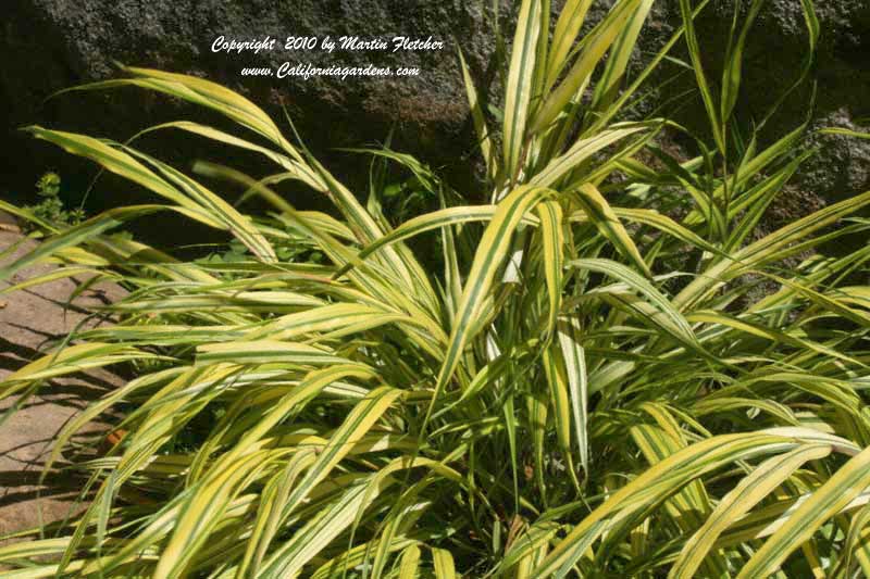 Hakonechloa macra Aureola, Golden Japanese Forest Grass