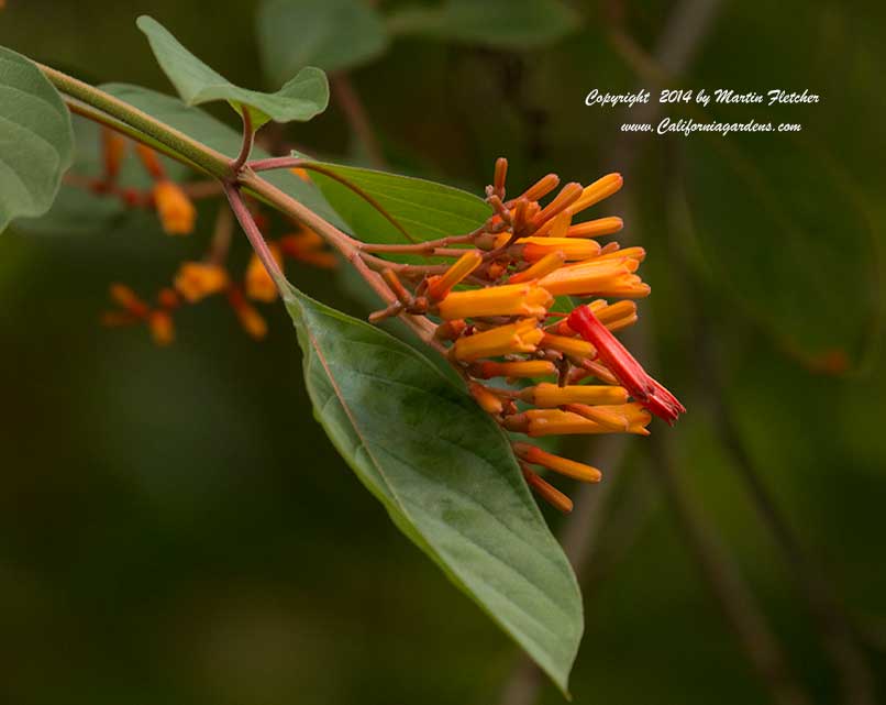 Hamelia patens, Firebush