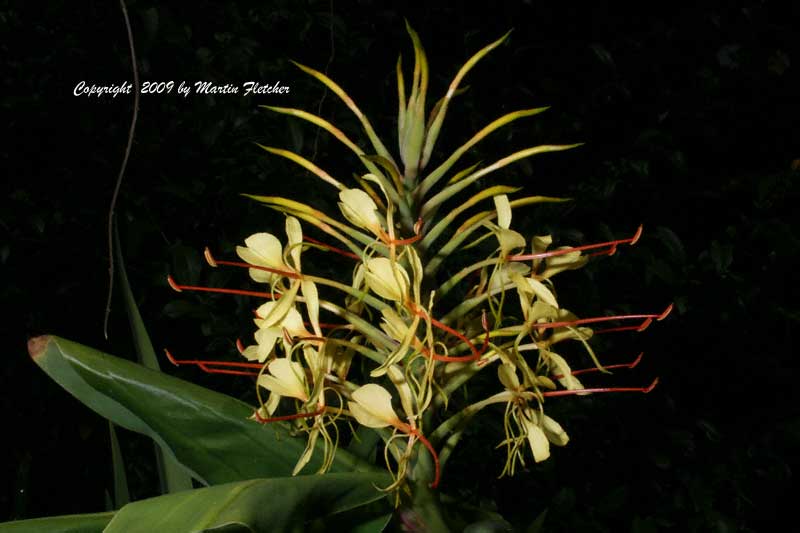 Hedychium gardnerianum, Kahili Ginger