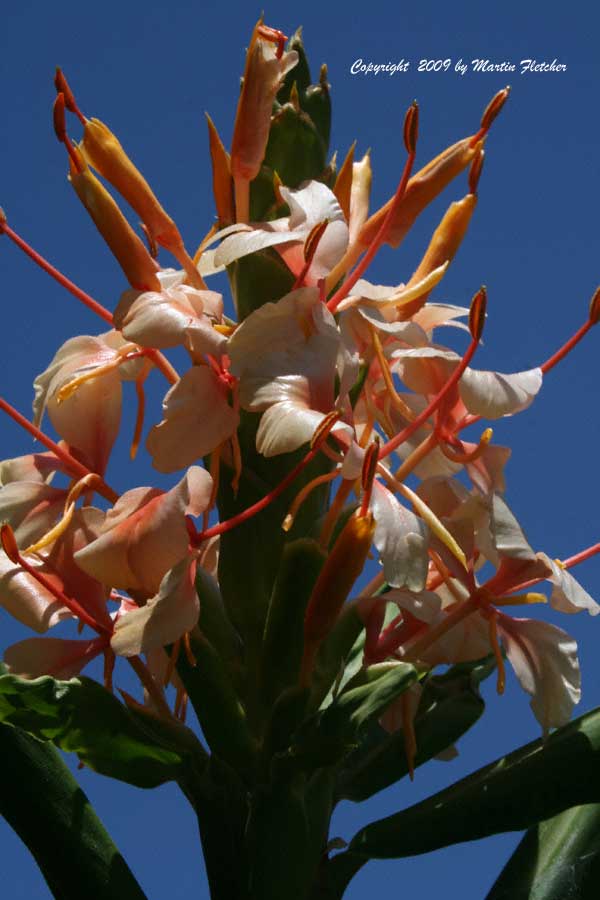 Hedychium gardnerianum tara