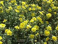 Helianthemum Wisley Primrose, Yellow Sunrose