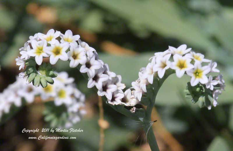 Heliotropium curassavicum, Salt Heliotrope