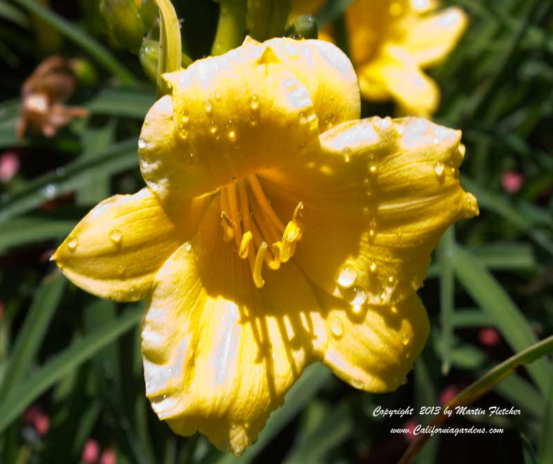 Hemerocallis Stella de Oro, Dwarf Daylily