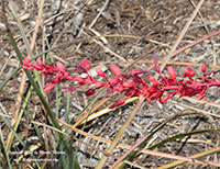 Hesperaloe parviflora Brakelights, Brakelights Red Yucca