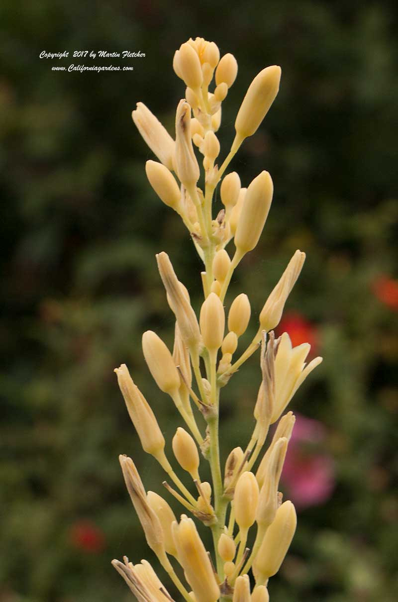 Hesperaloe parviflora Yellow