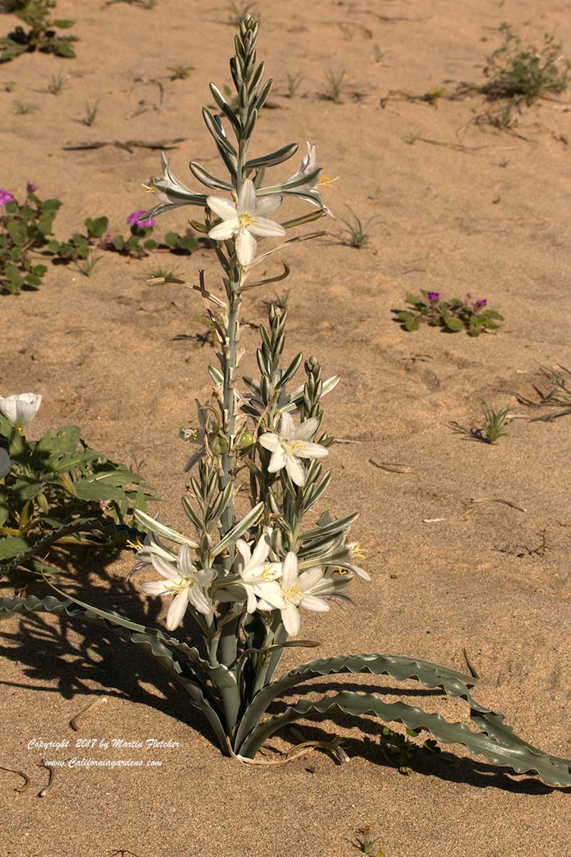 Hesperocallis undulata