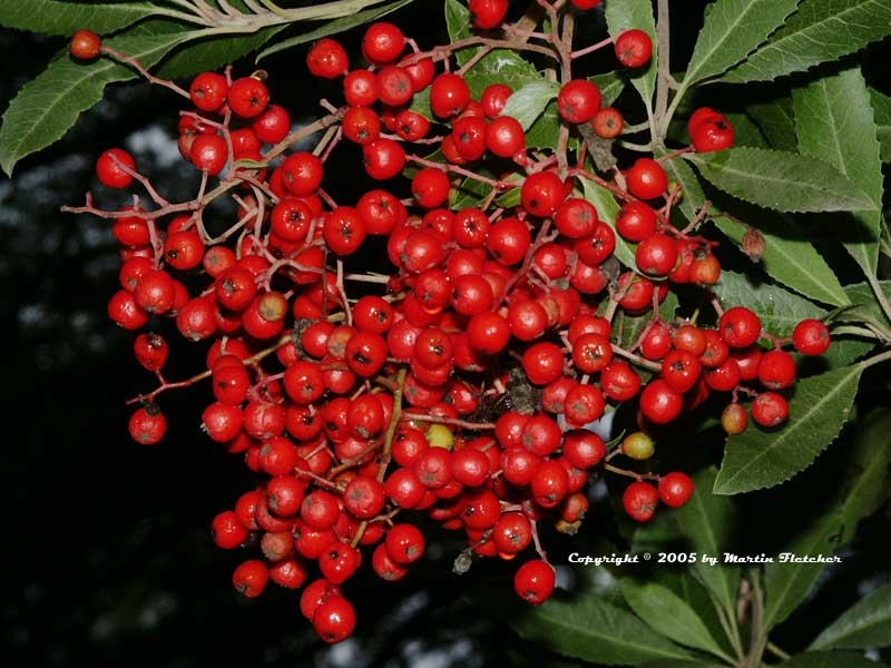 Heteromeles arbutifolia, Toyon