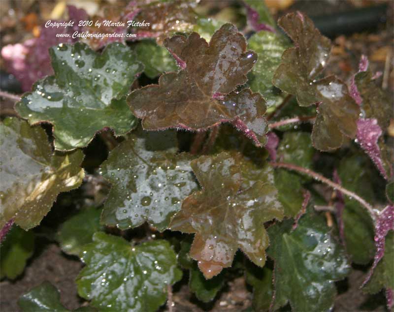 Heuchera Palace Purple, Crevice Alumroot