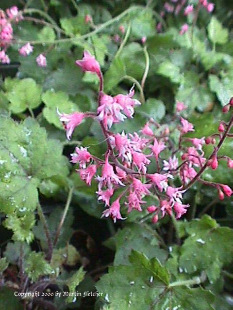 Heucherella Bridget Bloom, Foamy Bells