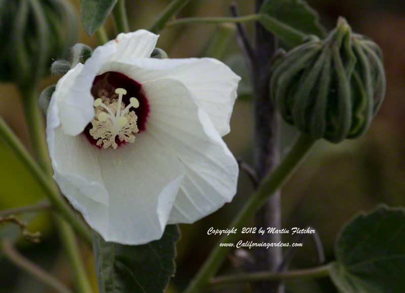 Hibiscus lasiocarpos, Woolly Rose Mallow