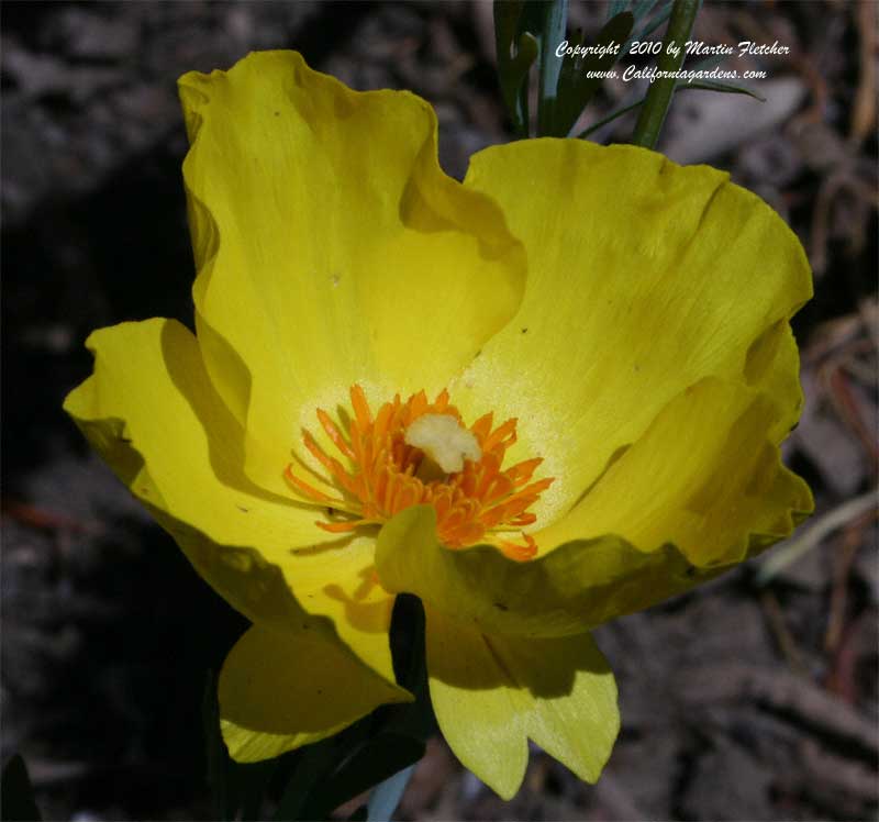 Hunnemannia fumariifolia, Mexican Tulip Poppy