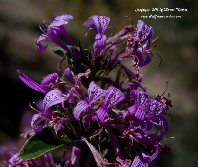 Hypoestes aristata, Ribbon Bush