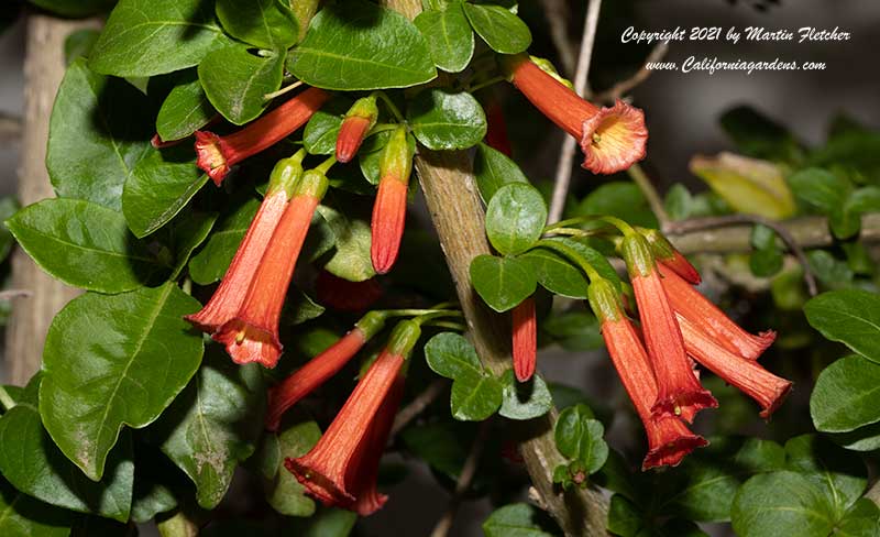 Iochroma fuchsioides, Red Angel's Trumpet, Cloud Forest Burning Bush