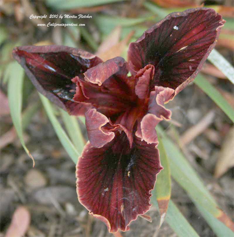 Iris douglasiana Dorothea's Ruby, Dorothea's Ruby Pacific Coast Hybrid Iris Dorothea's Ruby