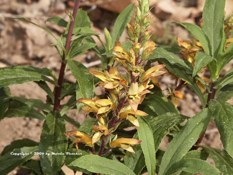 Isoplexis canariensis, Canary Island Foxglove