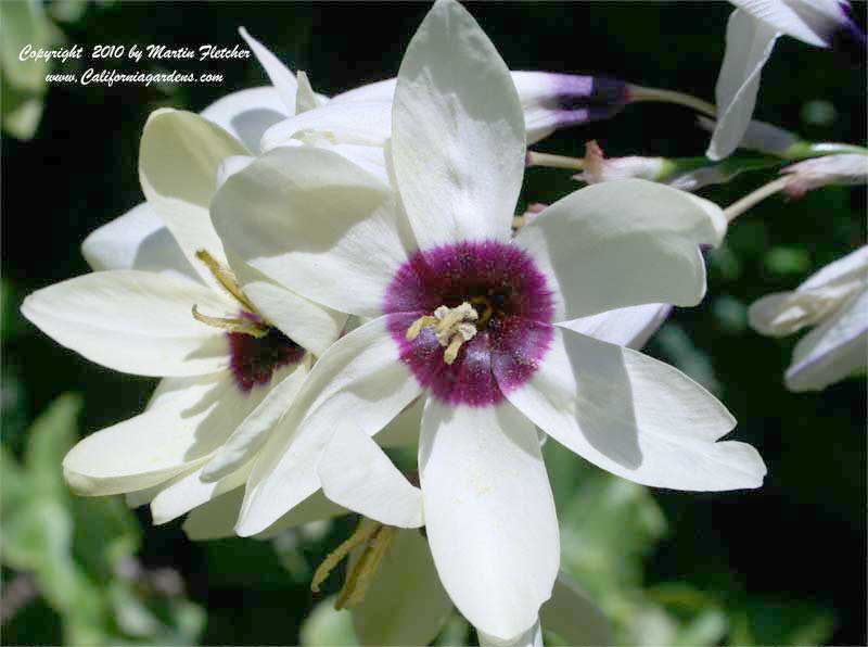 Ixia polystachya, African Corn Lily