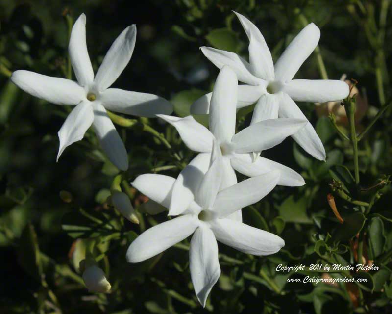 Jasminum angulare, South African Jasmine