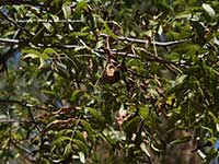 Juglans californica, California Walnut