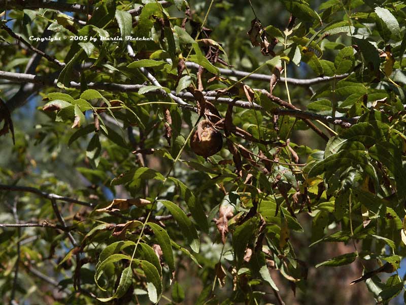 Juglans californica, California Walnut