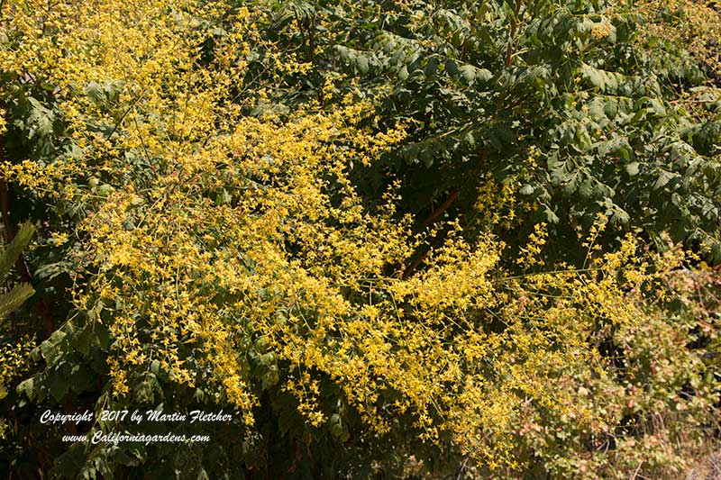 Koelreuteria paniculata, Golden Rain Tree