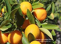 Kumquat Nagami, Fortunella margarita